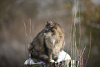 Cat in snow