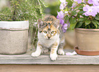 young domestic cat