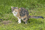 young domestic cat