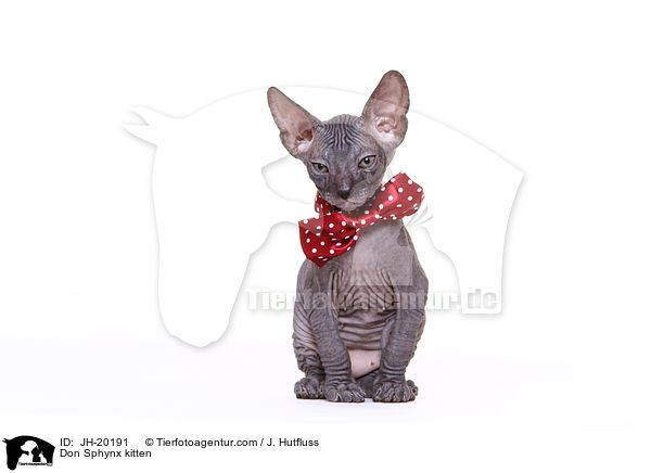 Don Sphynx kitten / JH-20191