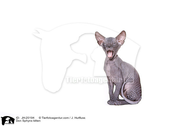 Don Sphynx Ktzchen / Don Sphynx kitten / JH-20194