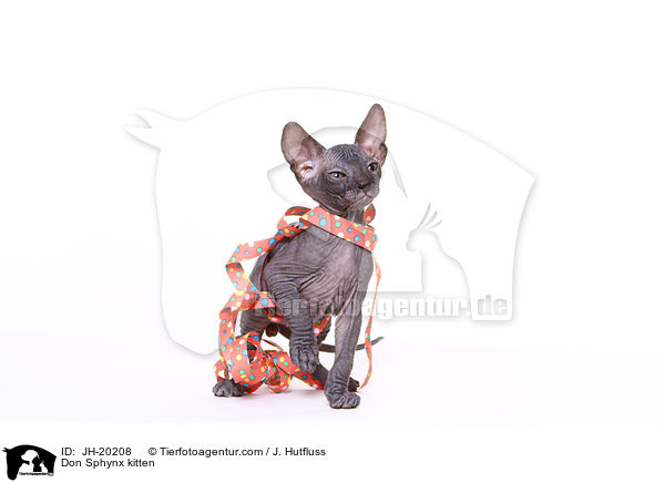 Don Sphynx Ktzchen / Don Sphynx kitten / JH-20208