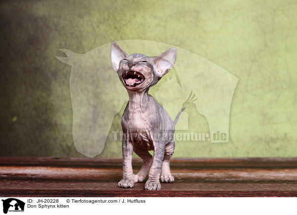 Don Sphynx Ktzchen / Don Sphynx kitten / JH-20228