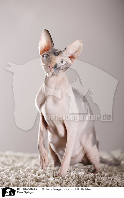 Don Sphynx / Don Sphynx / RR-59447