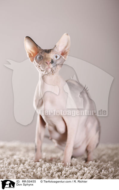 Don Sphynx / Don Sphynx / RR-59455