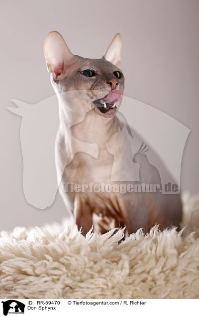 Don Sphynx / Don Sphynx / RR-59470