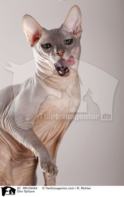 Don Sphynx / Don Sphynx / RR-59484