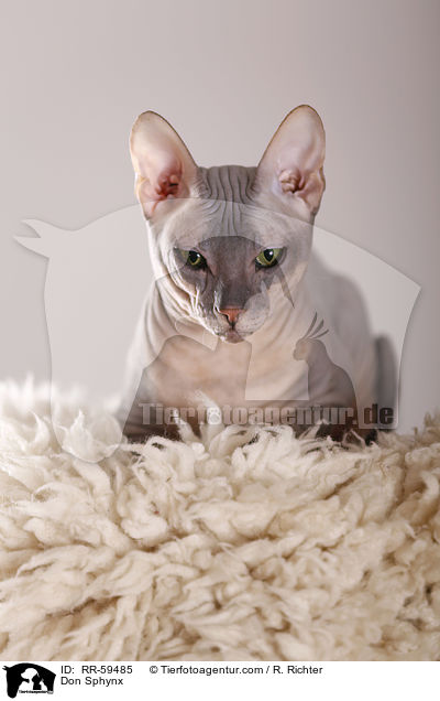 Don Sphynx / Don Sphynx / RR-59485