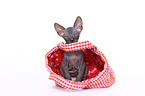 Don Sphynx kitten