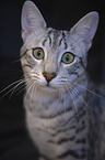 Egyptian Mau