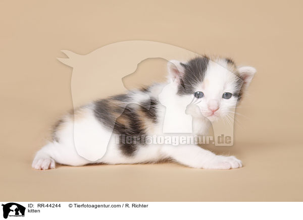 Europisch Kurzhaar Ktzchen / kitten / RR-44244