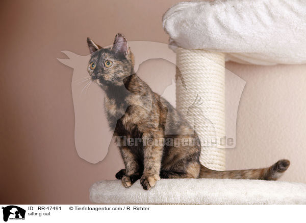 sitzende Europisch Kurzhaar / sitting cat / RR-47491