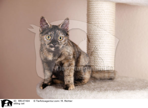 sitzende Europisch Kurzhaar / sitting cat / RR-47494