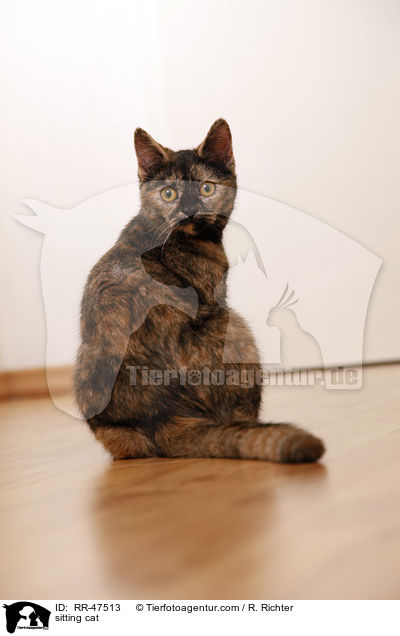 sitzende Europisch Kurzhaar / sitting cat / RR-47513