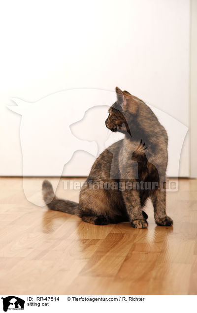 sitzende Europisch Kurzhaar / sitting cat / RR-47514