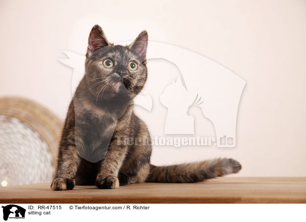 sitzende Europisch Kurzhaar / sitting cat / RR-47515
