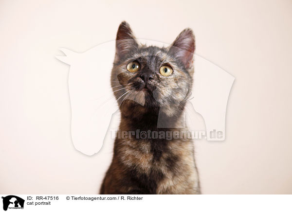 Europisch Kurzhaar Portrait / cat portrait / RR-47516