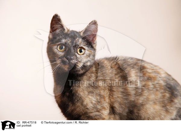 Europisch Kurzhaar Portrait / cat portrait / RR-47518