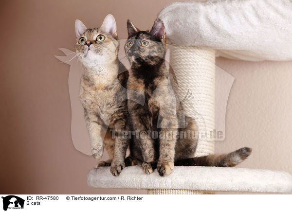 2 Katzen / 2 cats / RR-47580