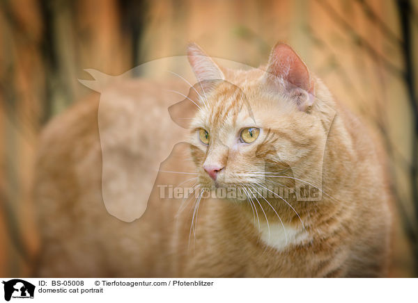 domestic cat portrait / BS-05008