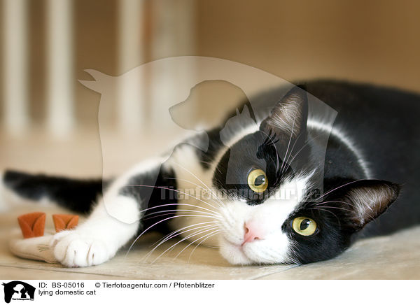 lying domestic cat / BS-05016