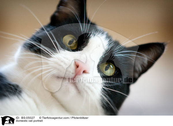 domestic cat portrait / BS-05027