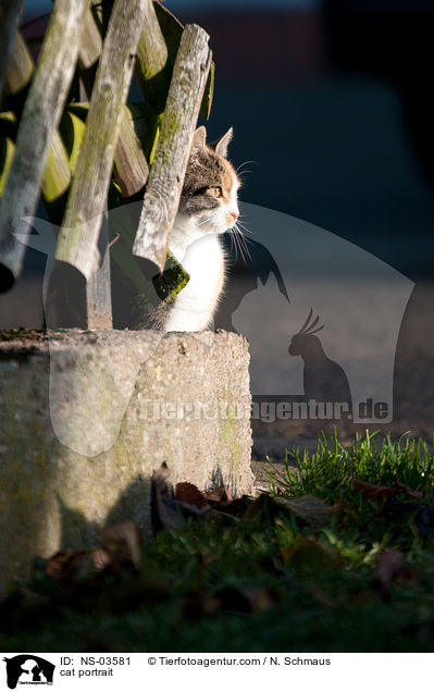 Europisch Kurzhaar Portrait / cat portrait / NS-03581