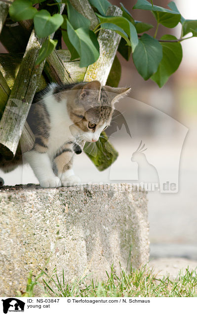 young cat / NS-03847