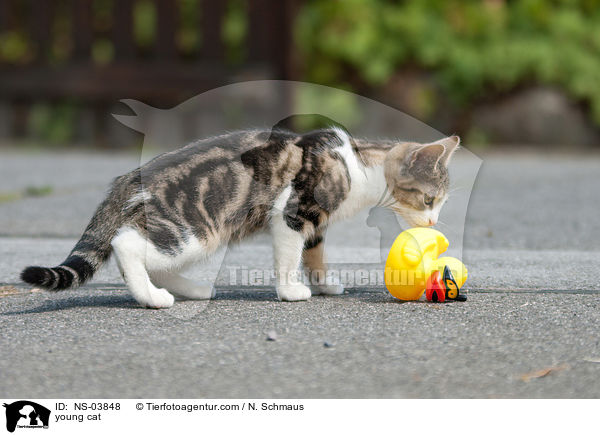 junge Europisch Kurzhaar / young cat / NS-03848