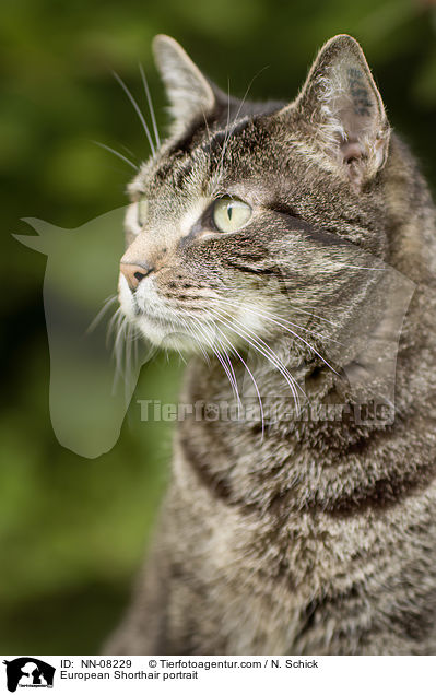 European Shorthair portrait / NN-08229