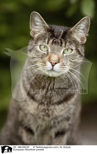 European Shorthair portrait / NN-08230