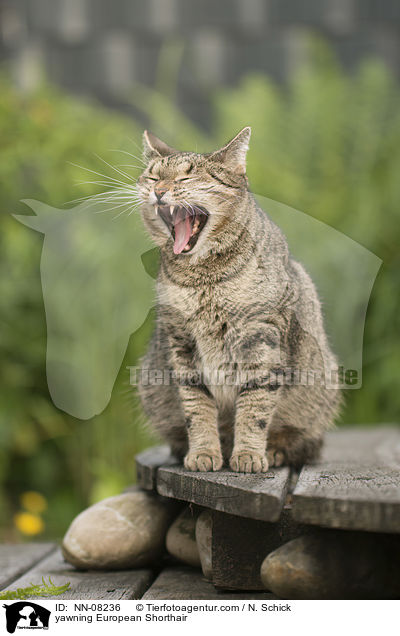 ghnende Europisch Kurzhaar / yawning European Shorthair / NN-08236