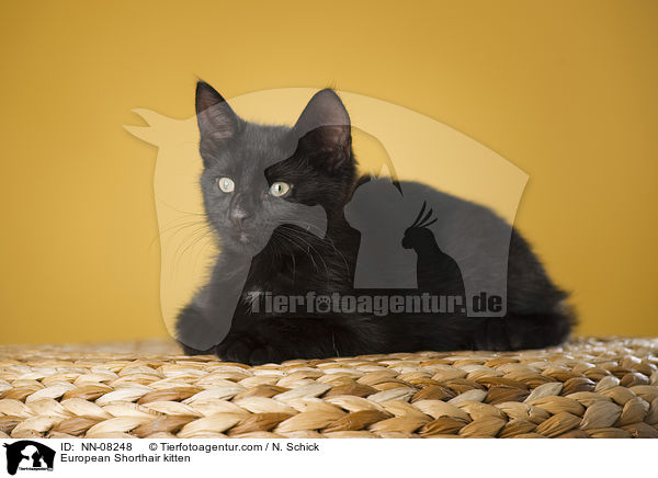 European Shorthair kitten / NN-08248