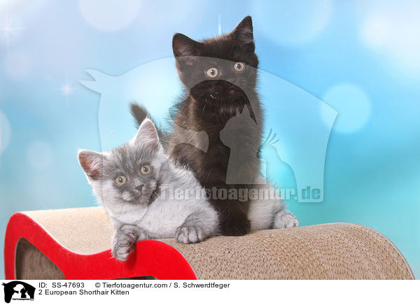 2 Europisch Kurzhaar Ktzchen / 2 European Shorthair Kitten / SS-47693