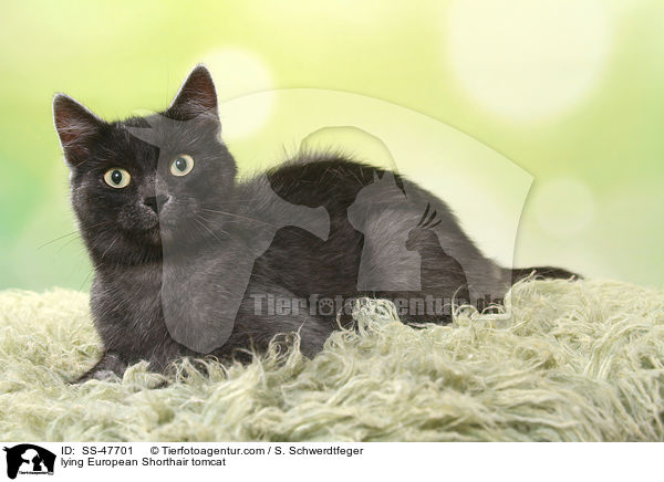 liegender Europisch Kurzhaar Kater / lying European Shorthair tomcat / SS-47701