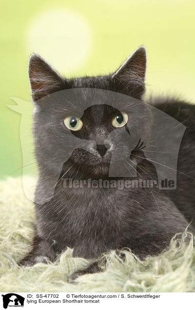 liegender Europisch Kurzhaar Kater / lying European Shorthair tomcat / SS-47702