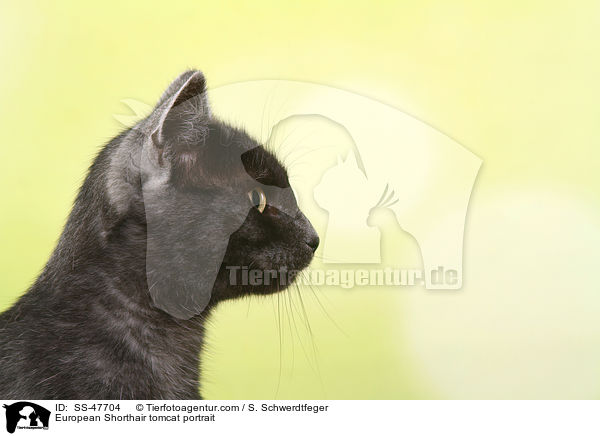 Europisch Kurzhaar Kater Portrait / European Shorthair tomcat portrait / SS-47704