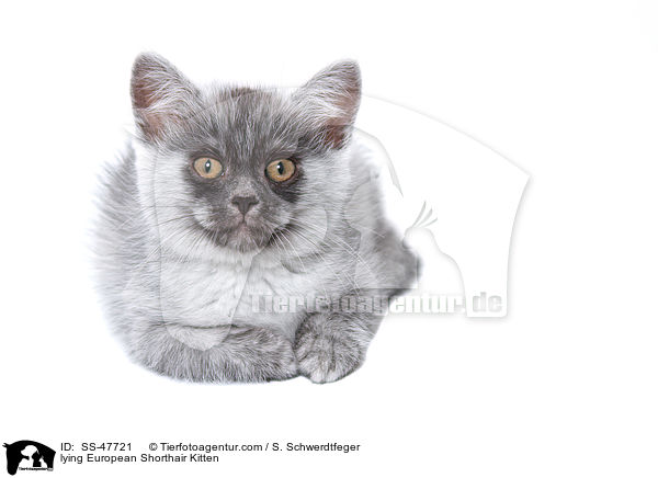 liegendes Europisch Kurzhaar Ktzchen / lying European Shorthair Kitten / SS-47721