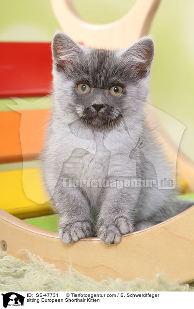 sitzendes Europisch Kurzhaar Ktzchen / sitting European Shorthair Kitten / SS-47731