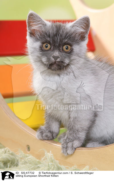 sitzendes Europisch Kurzhaar Ktzchen / sitting European Shorthair Kitten / SS-47732