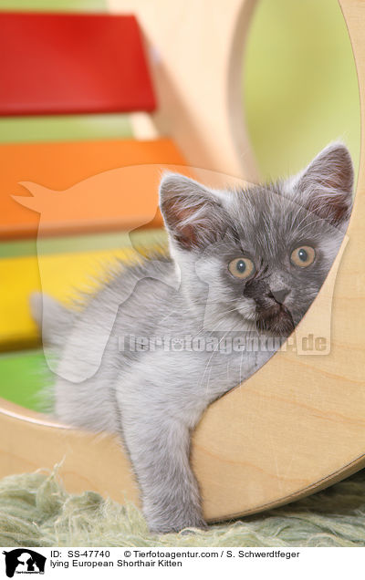 liegendes Europisch Kurzhaar Ktzchen / lying European Shorthair Kitten / SS-47740