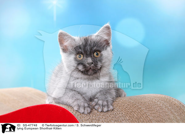 liegendes Europisch Kurzhaar Ktzchen / lying European Shorthair Kitten / SS-47748