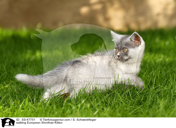 walking European Shorthair Kitten / SS-47751