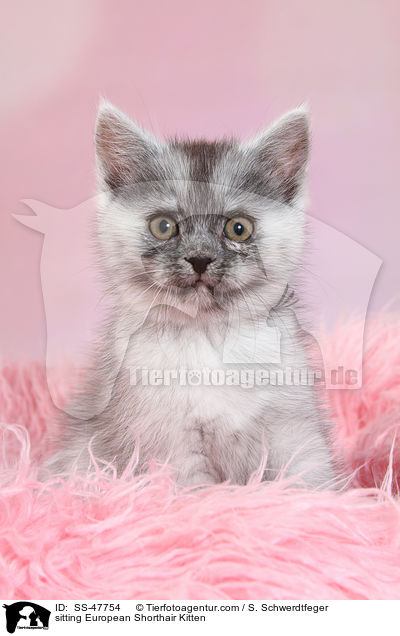 sitzendes Europisch Kurzhaar Ktzchen / sitting European Shorthair Kitten / SS-47754