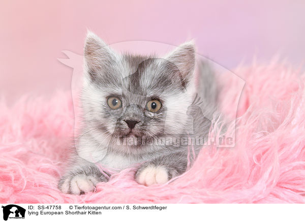 liegendes Europisch Kurzhaar Ktzchen / lying European Shorthair Kitten / SS-47758