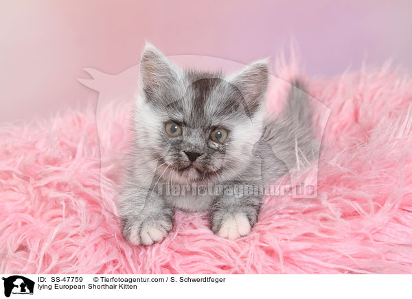 lying European Shorthair Kitten / SS-47759