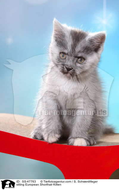 sitzendes Europisch Kurzhaar Ktzchen / sitting European Shorthair Kitten / SS-47763