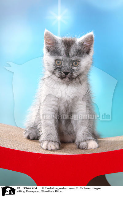 sitzendes Europisch Kurzhaar Ktzchen / sitting European Shorthair Kitten / SS-47764