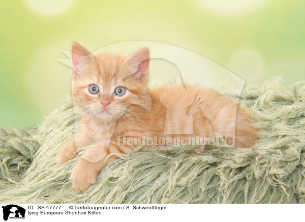 lying European Shorthair Kitten / SS-47777