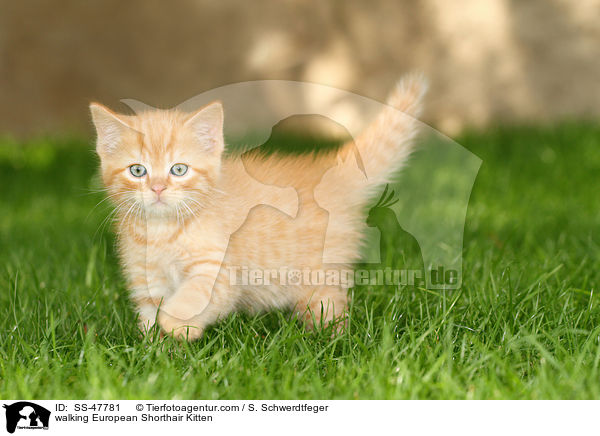 walking European Shorthair Kitten / SS-47781